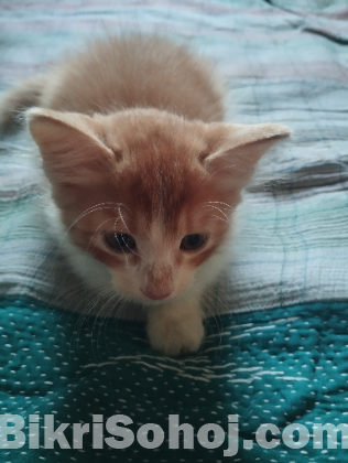 পার্শিয়ান মিক্সবিট